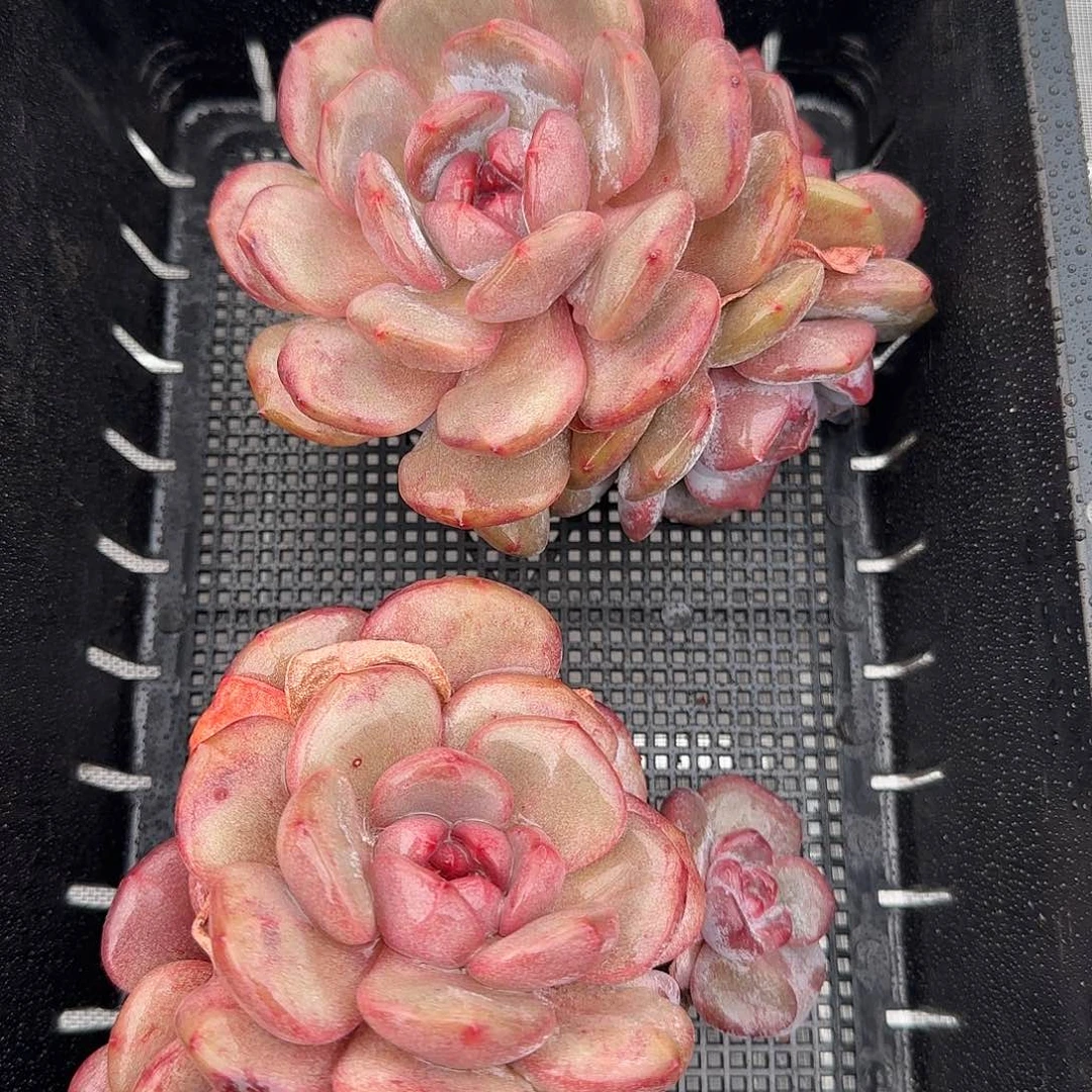 从前慢花园精选0120-14