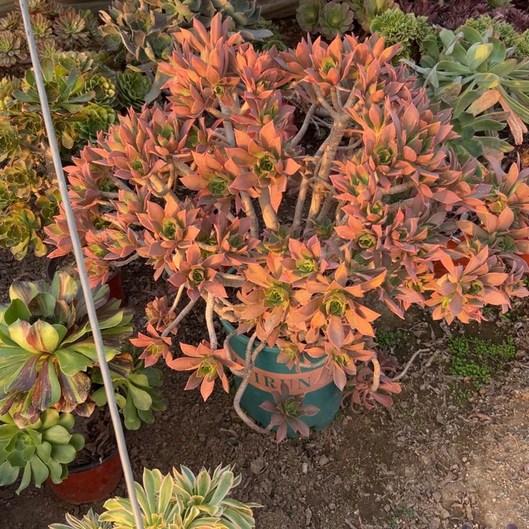 多肉植物大颗小红叶