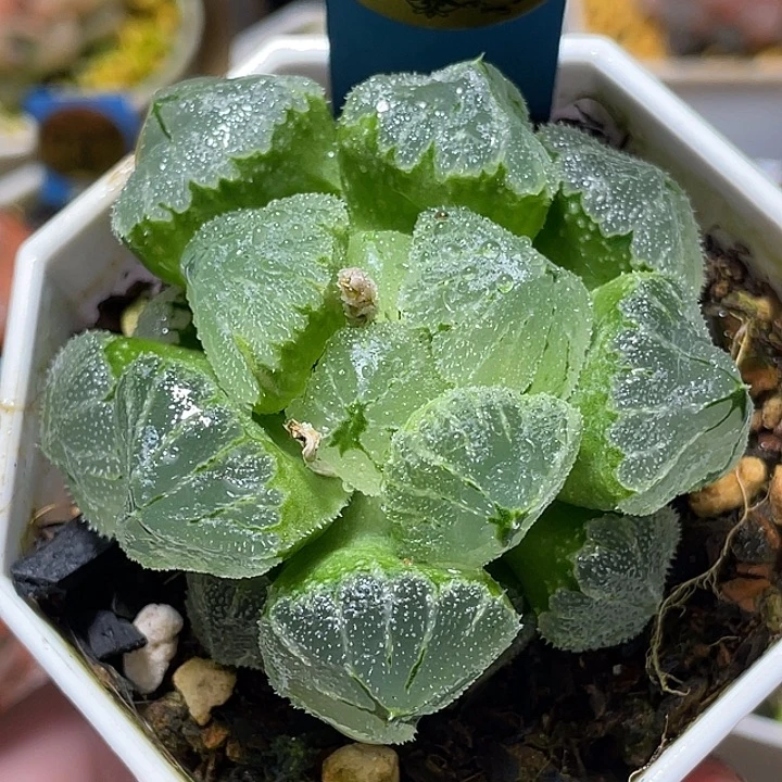 513冰墩墩亚母株福利