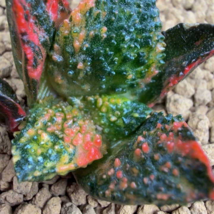 超级哥斯拉彩虹锦