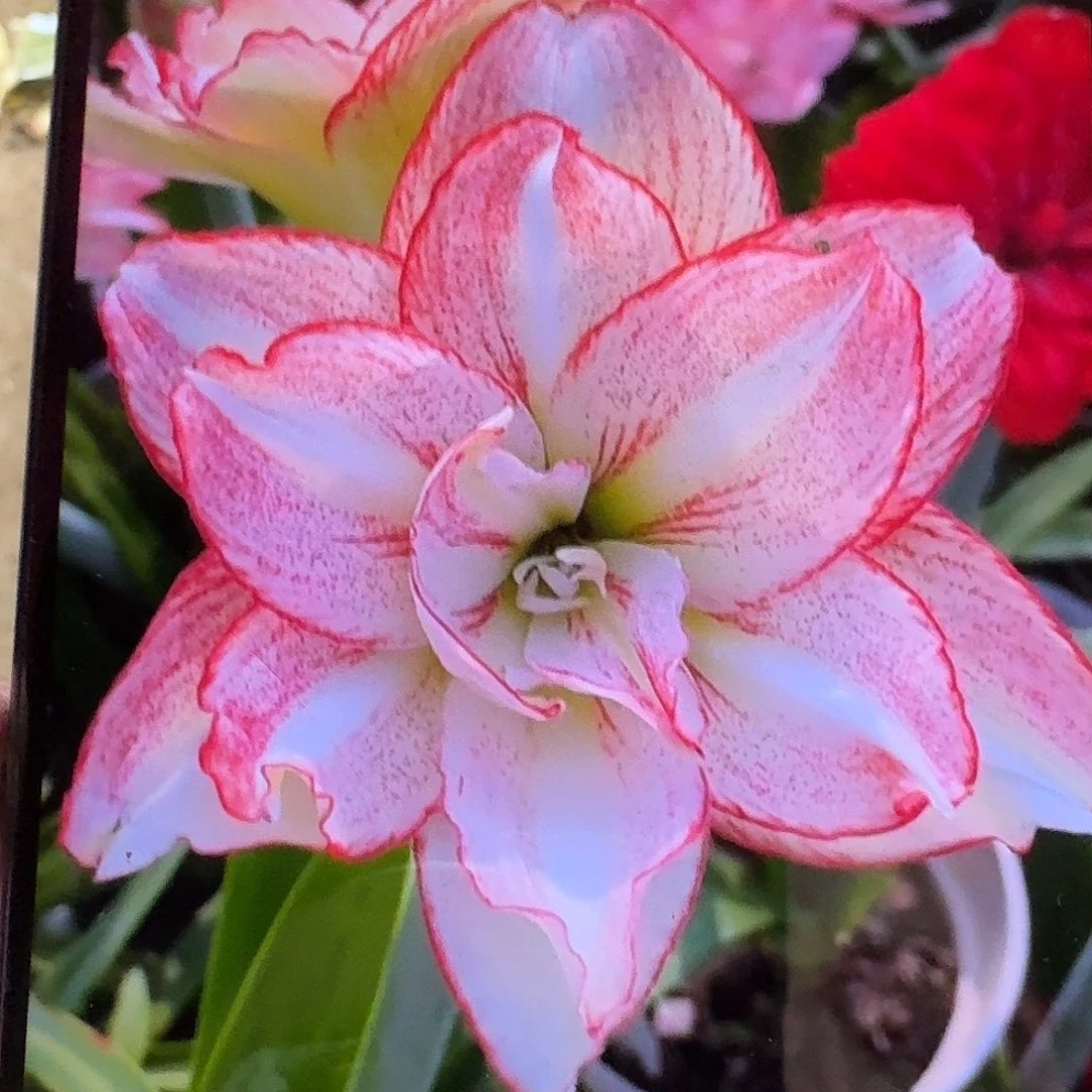 斑纹彩带8+坨坨开花球