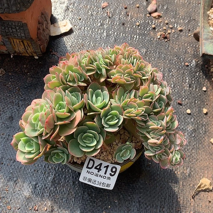 星娜塔缀化 419 基地已转清货处理 玻璃心勿扰