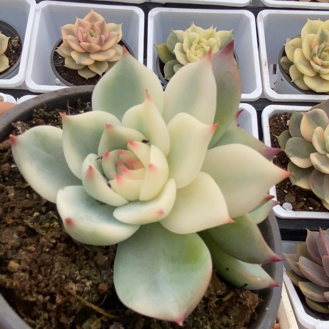 645锦锦锦锦锦锦锦锦