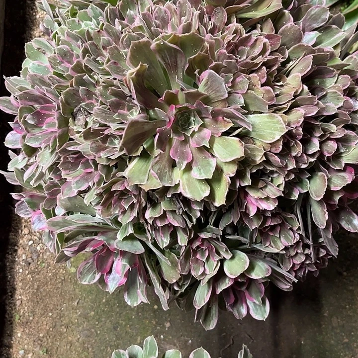 桓****多肉植物青丝锦…………