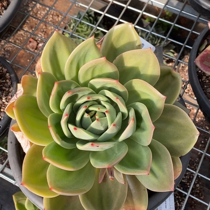 翠鸟120号直播福利活动