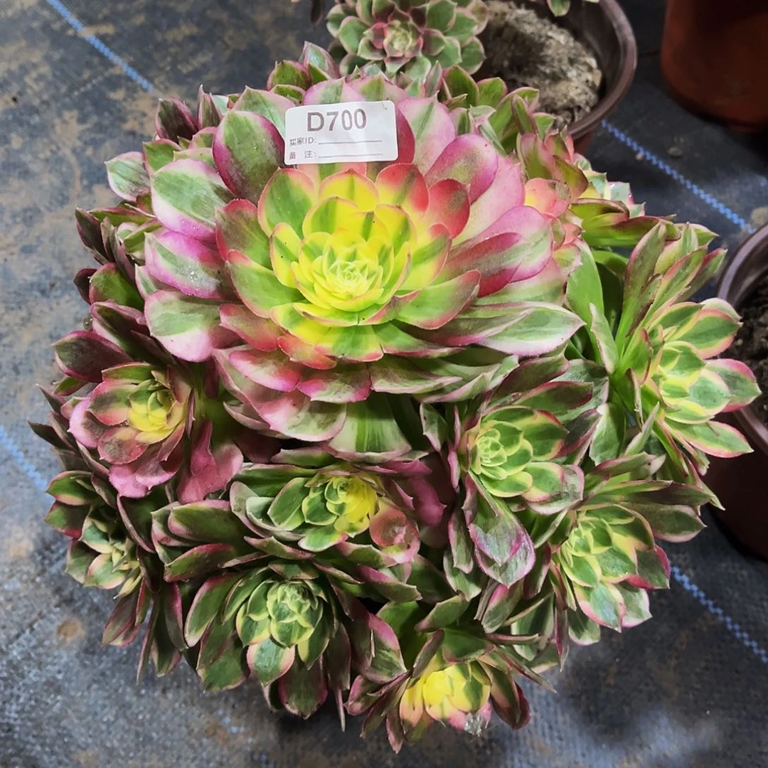 多肉植物700海鲜法师