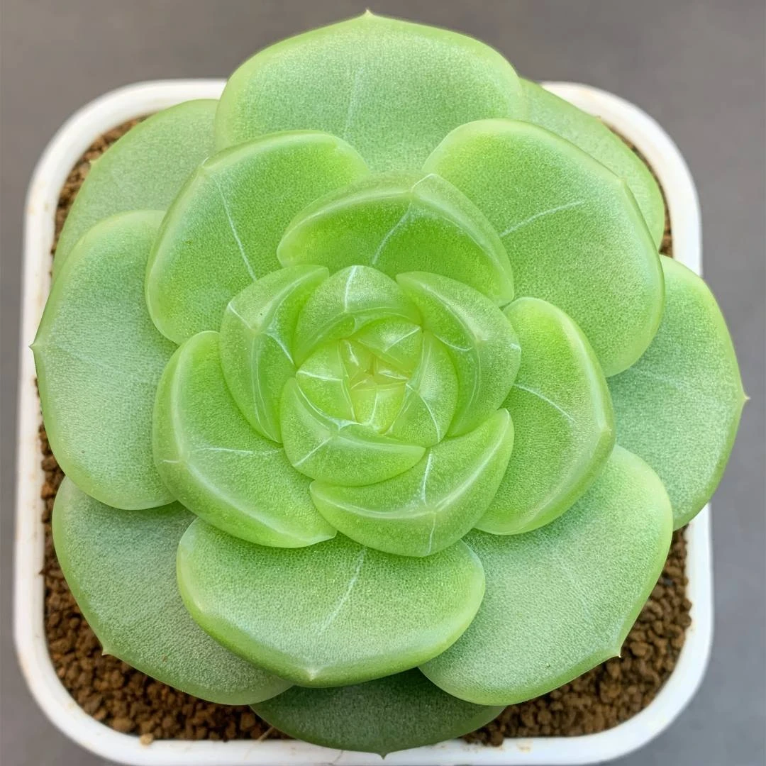 五号链接 i-i 框拍 9/23 周二 多肉植物 讲解点击封面图