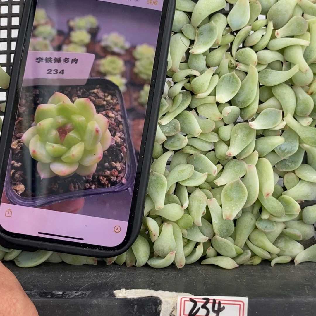 纯叶片甜心234叶片一个