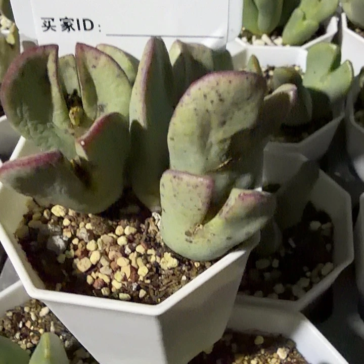 ****妹050多肉的小龙虾和