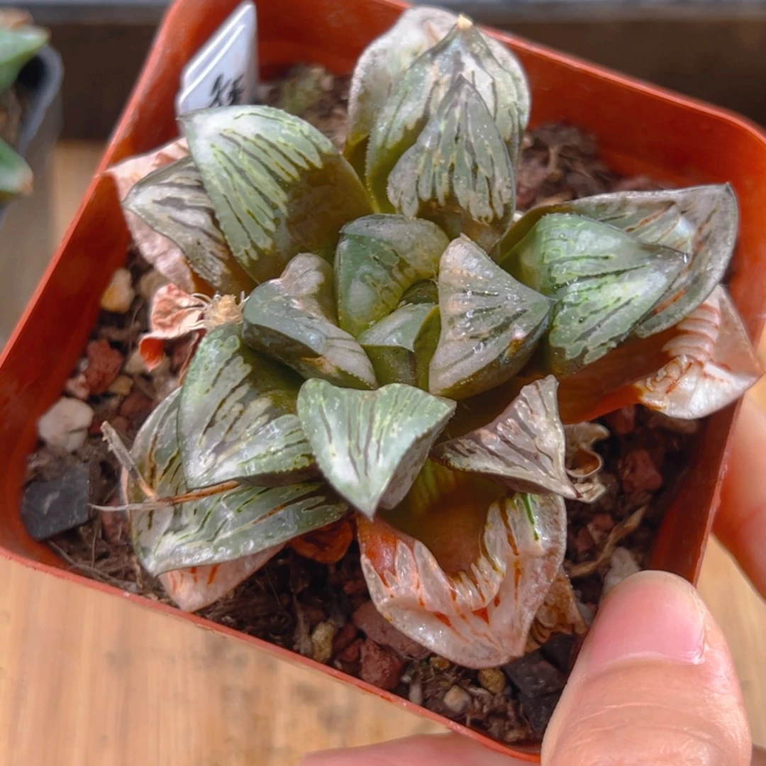 银归寿多肉多肉多肉1