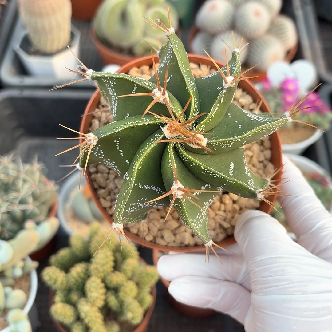 般若仙人球仙人球