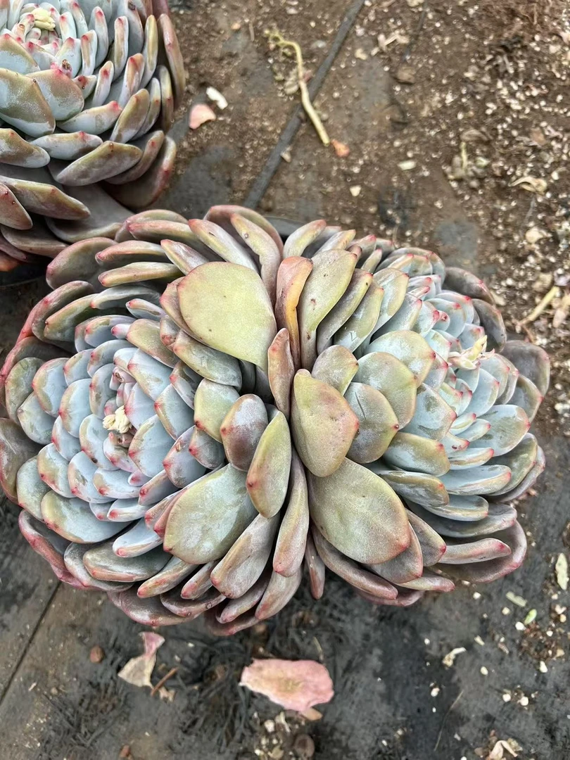 橙梦露  亮哥精选 多肉植物 易养活 栽种养护