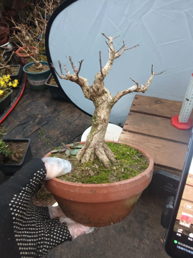 石榴紫玉石榴大红袍直播间选货