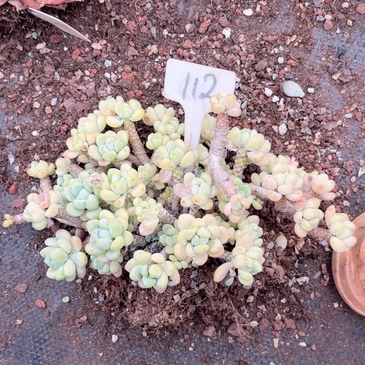 晨语多肉一物一拍112