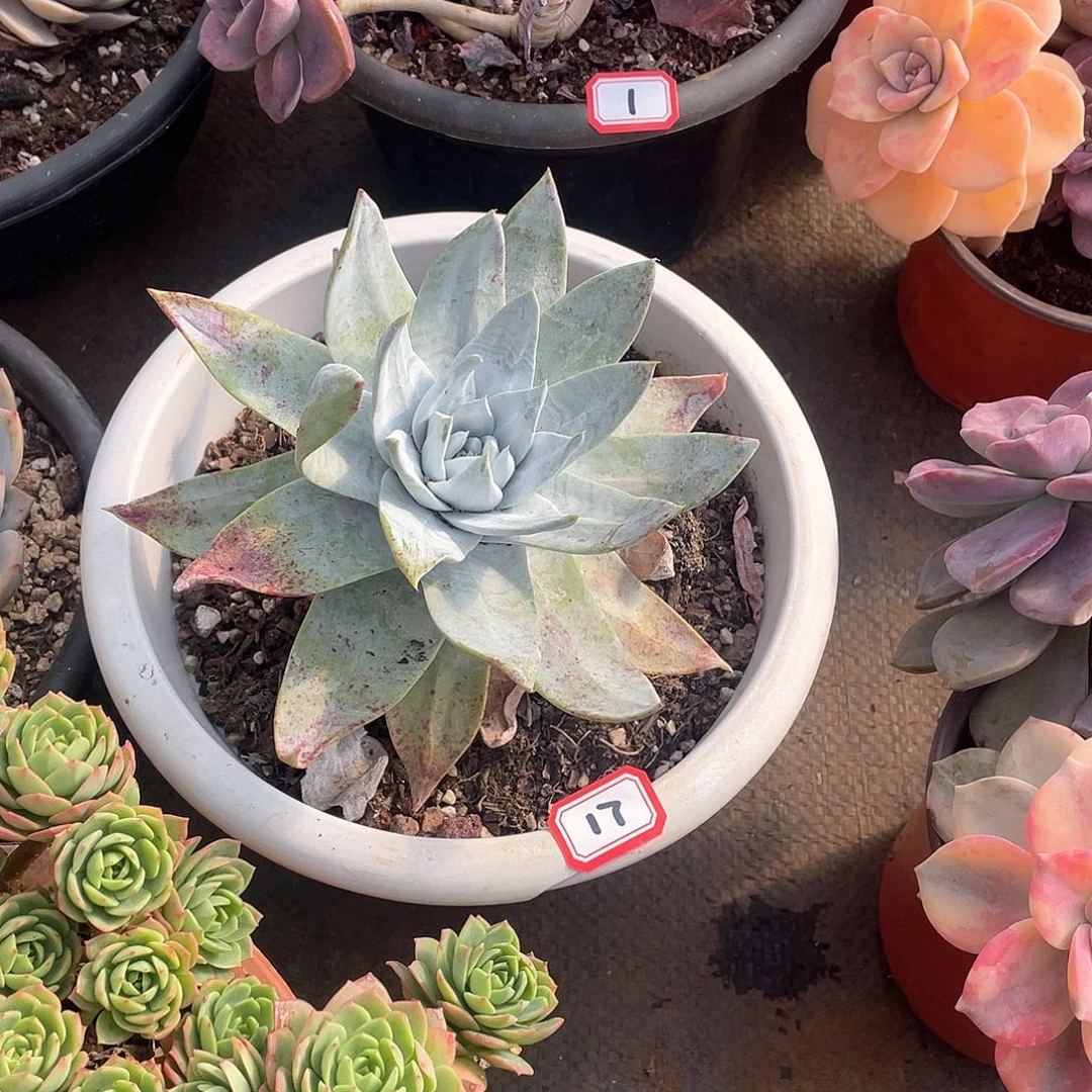 17雪山 一物一拍多肉