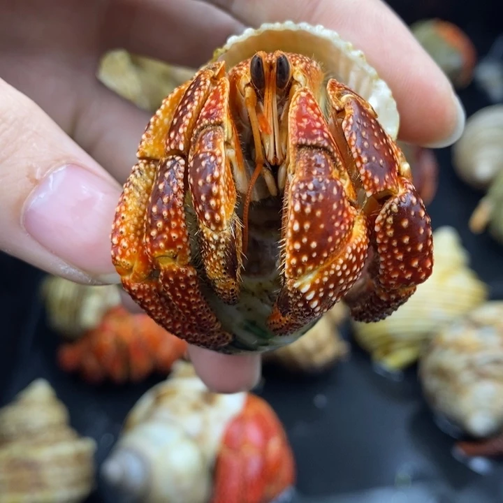 特价商品斐济草莓