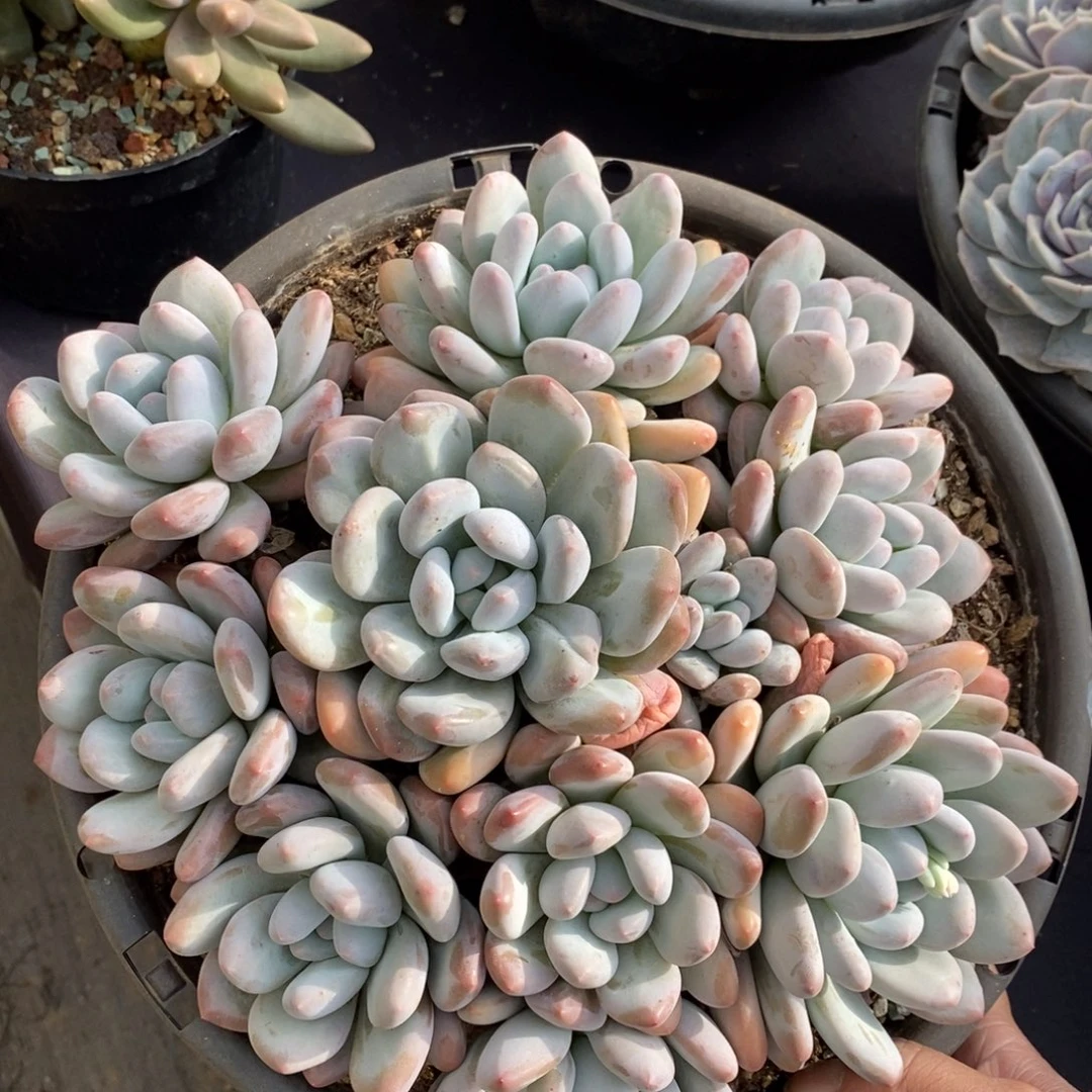 两单包邮1115-95香水