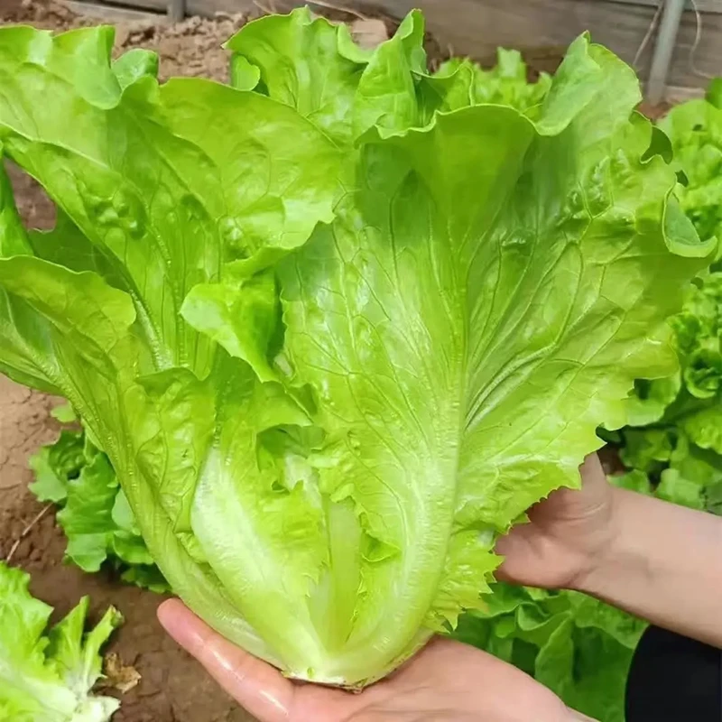 意大利生菜种子脆爽生吃生菜种籽大田庭院阳台蔬菜籽易种
