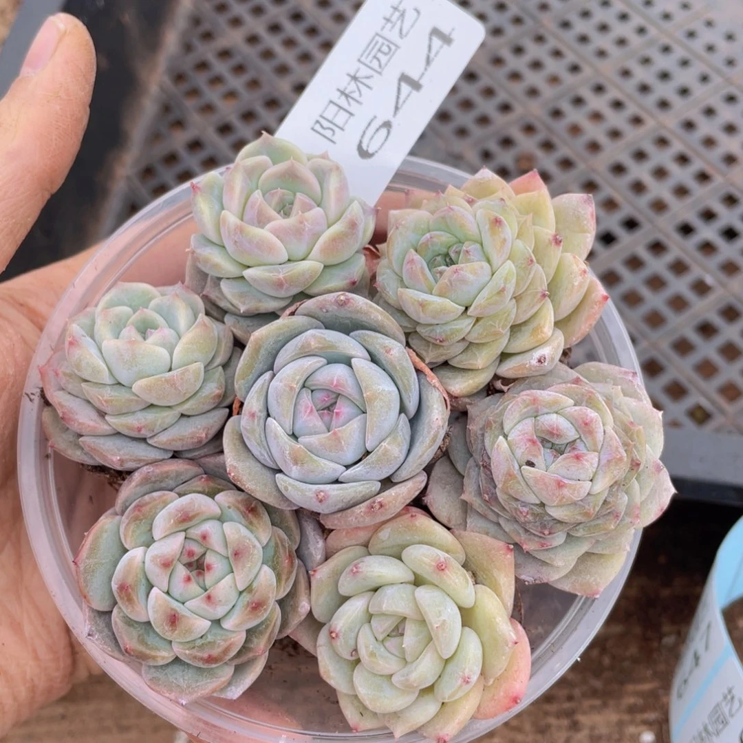 多肉植物多肉植物644