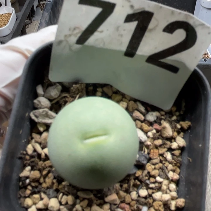 712嘟嘟嘴鸽子蛋母本2.4cm