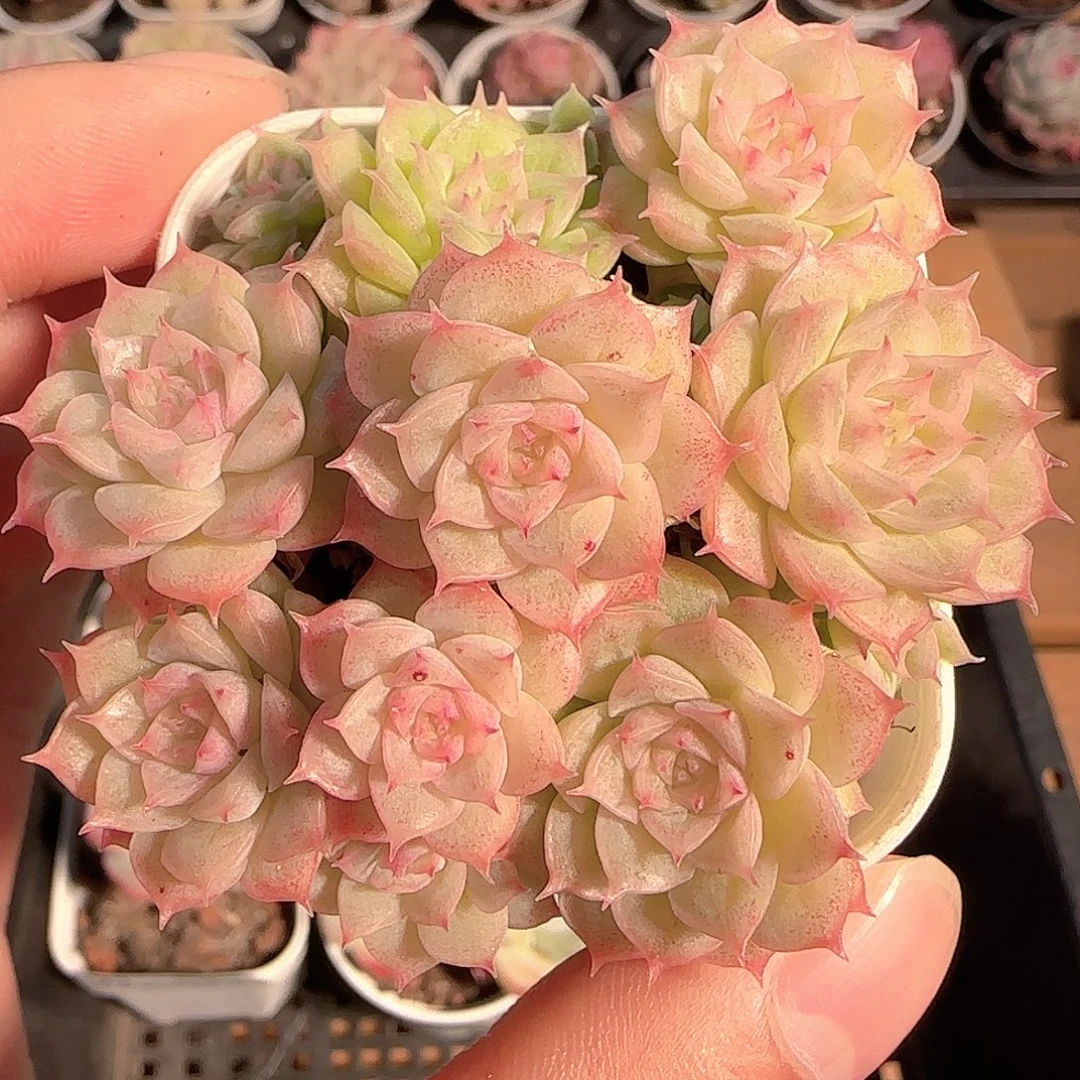 多肉1212-24优选麦秆群