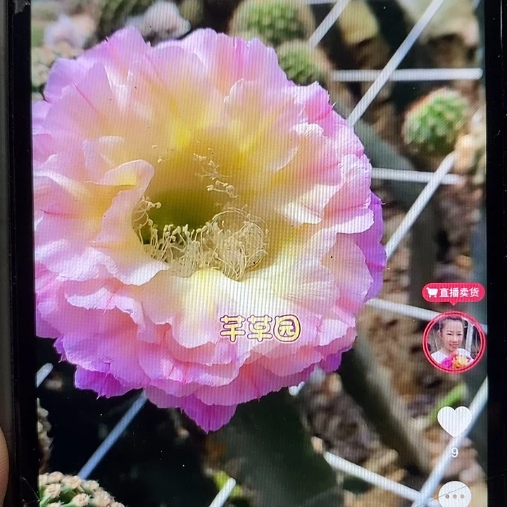 彩草马丙侧芽五公分左右