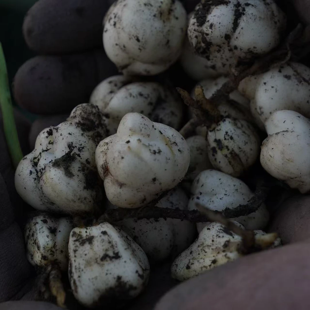 云南腾冲莲花百种子
