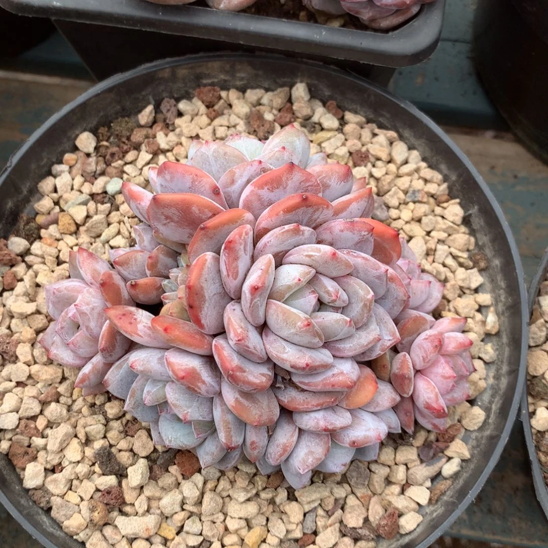 无花朵哈哈哈哈哈哈21