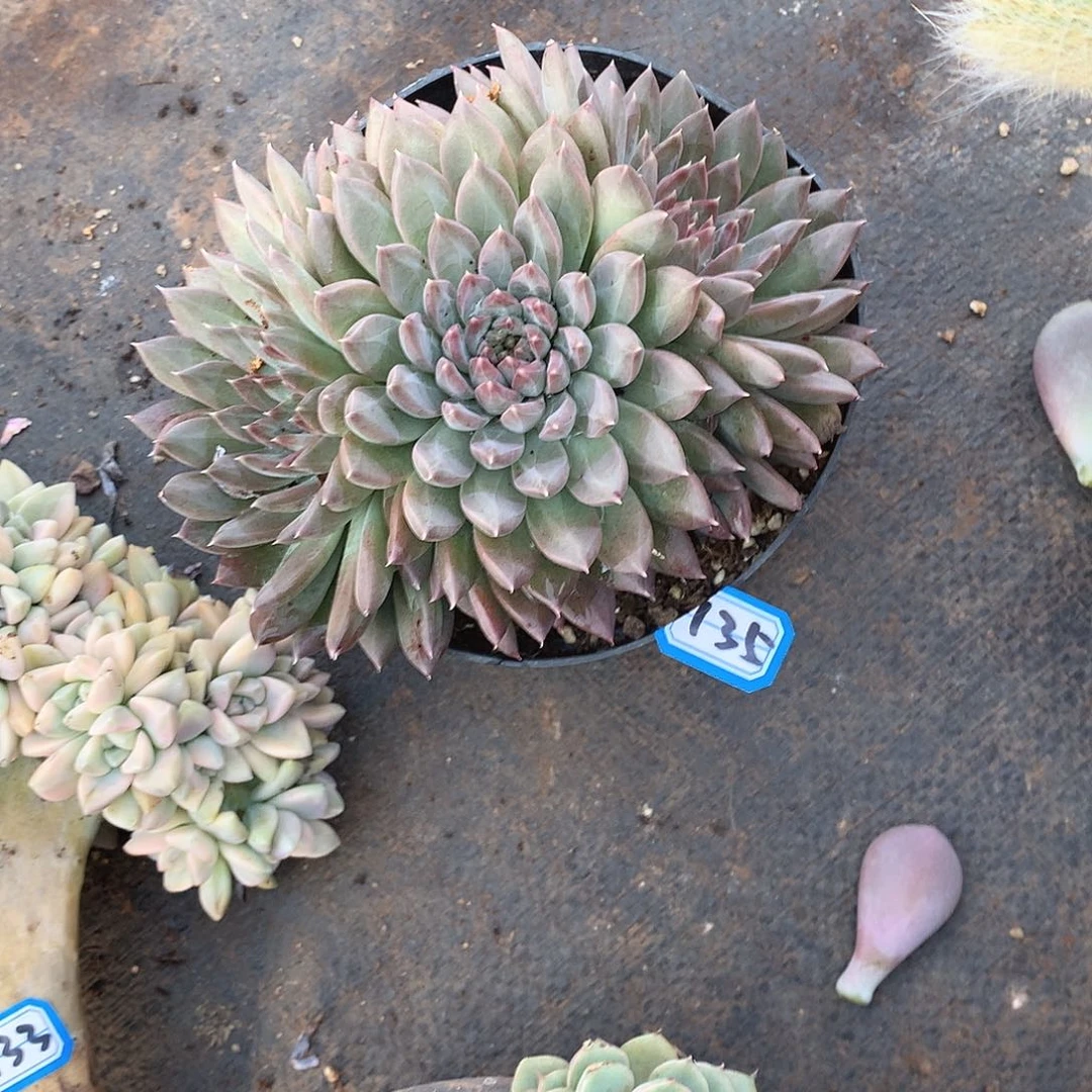 135幻影 一物一拍多肉