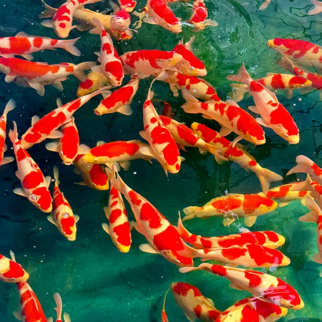 观赏鱼红白大正昭和精选活体养殖发货直播好运锦鲤锦鲤观赏鱼