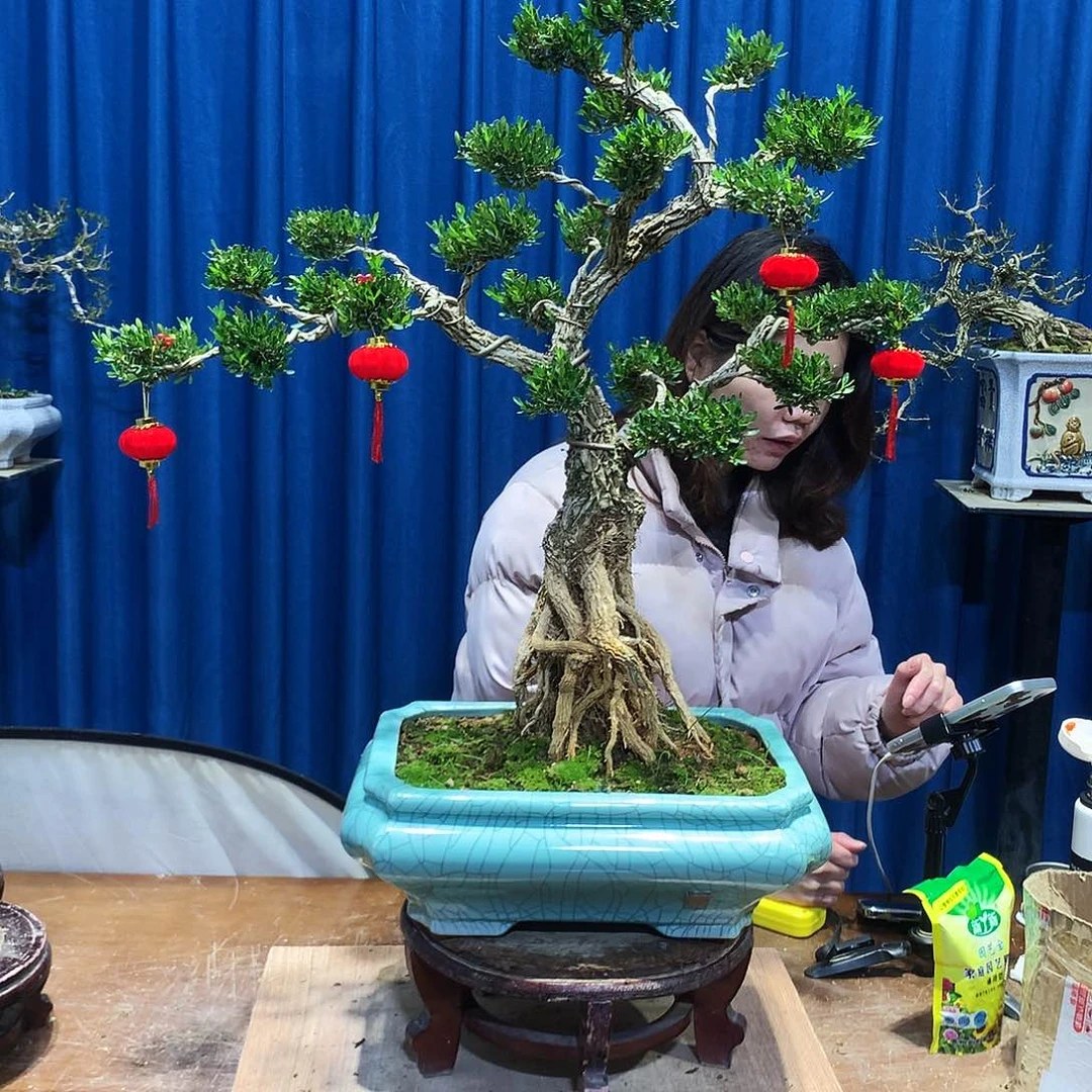 黄杨盆景一物一拍酥**1