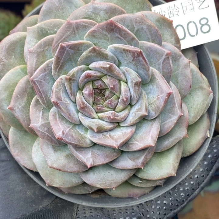 0008杂交老桩基地～11厘米