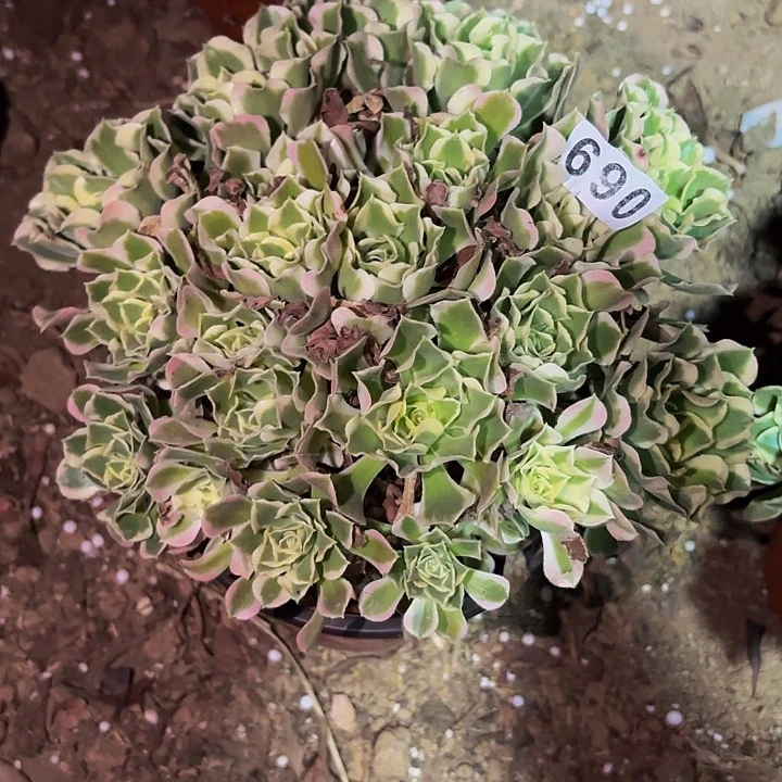 069白凤多肉植物不售后