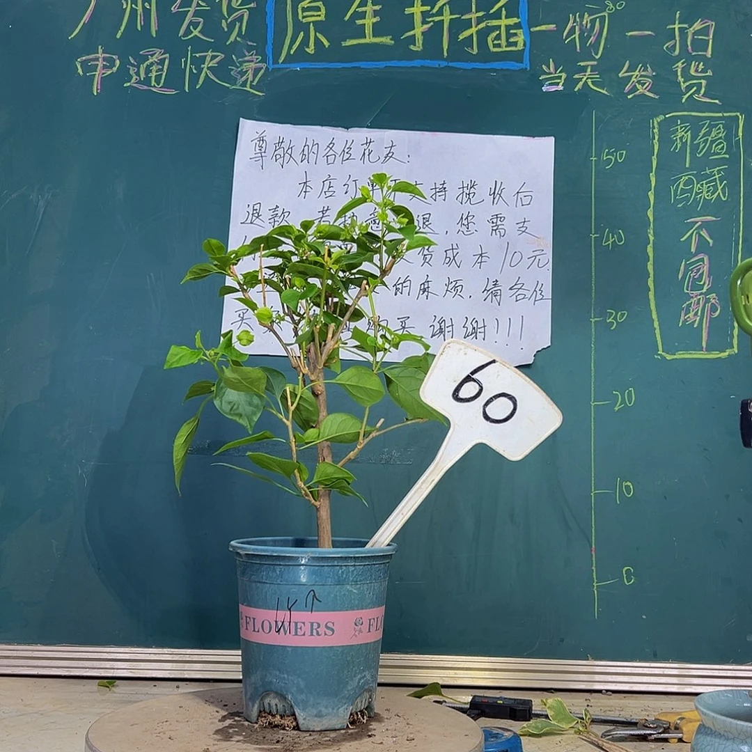 当前无花栽培后可以开花  绿樱  60