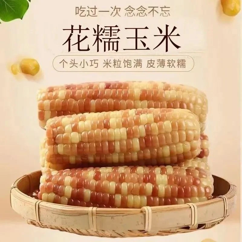 云南西双版纳香糯花糯玉米新鲜生态真空包装代餐粗粮