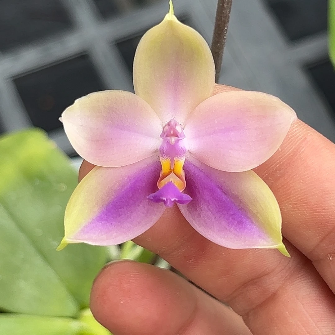 当前无花栽培后可以开花