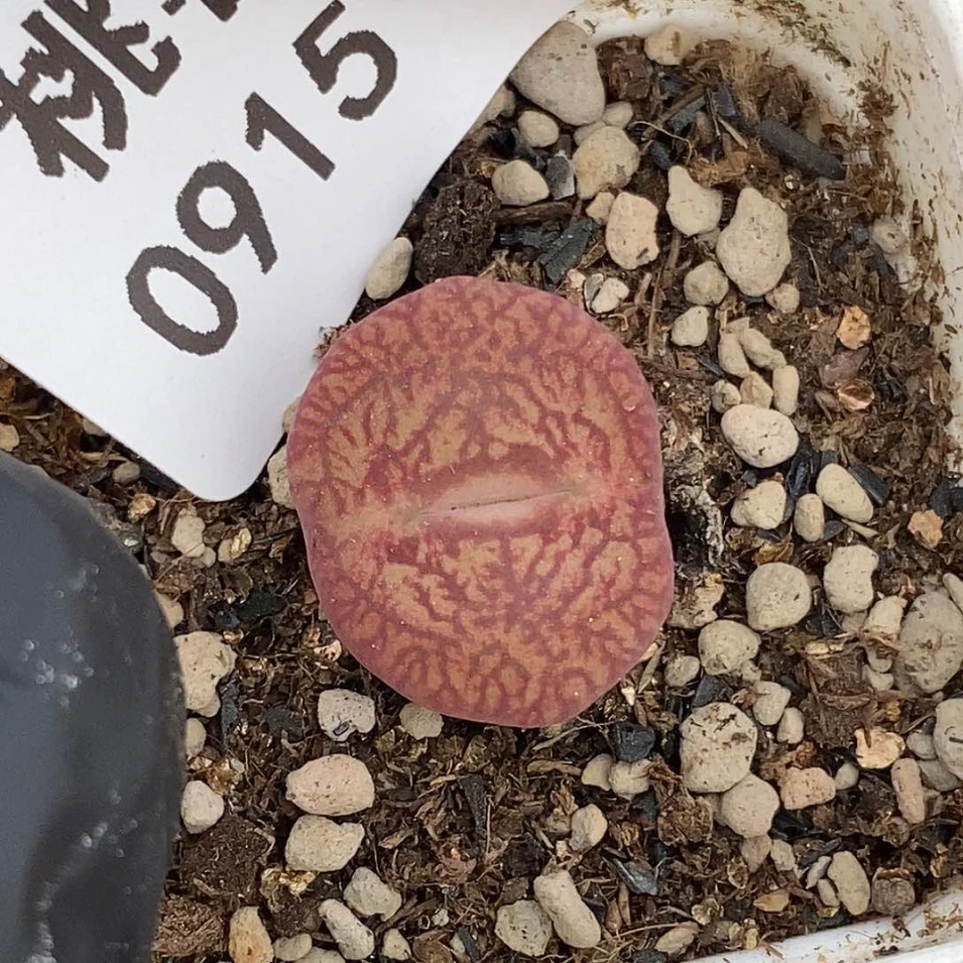 0915-3-杂交福利。