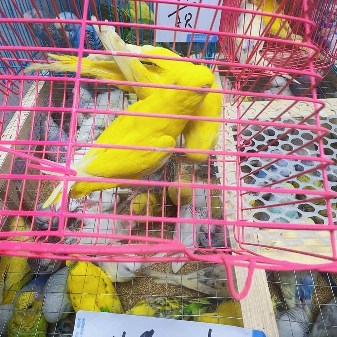 虎皮鹦鹉红眼两只
