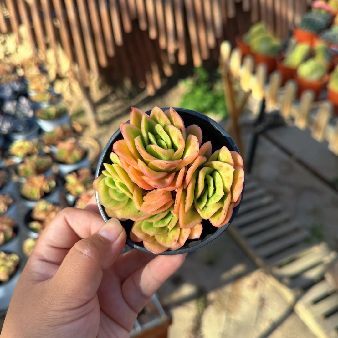 新疆包邮 冰玫瑰锦