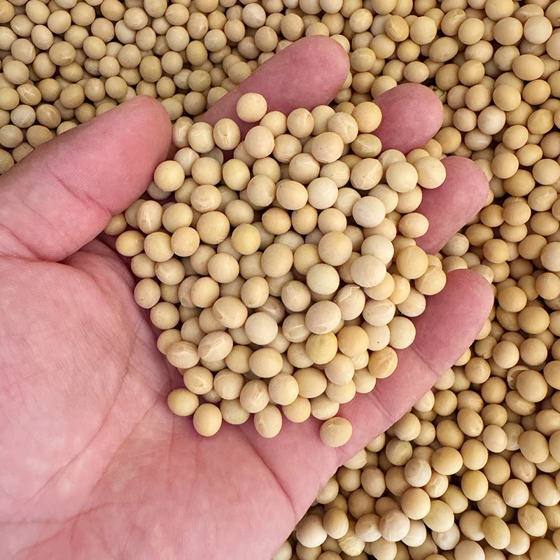 农家自种黄豆 晒干新鲜黄豆