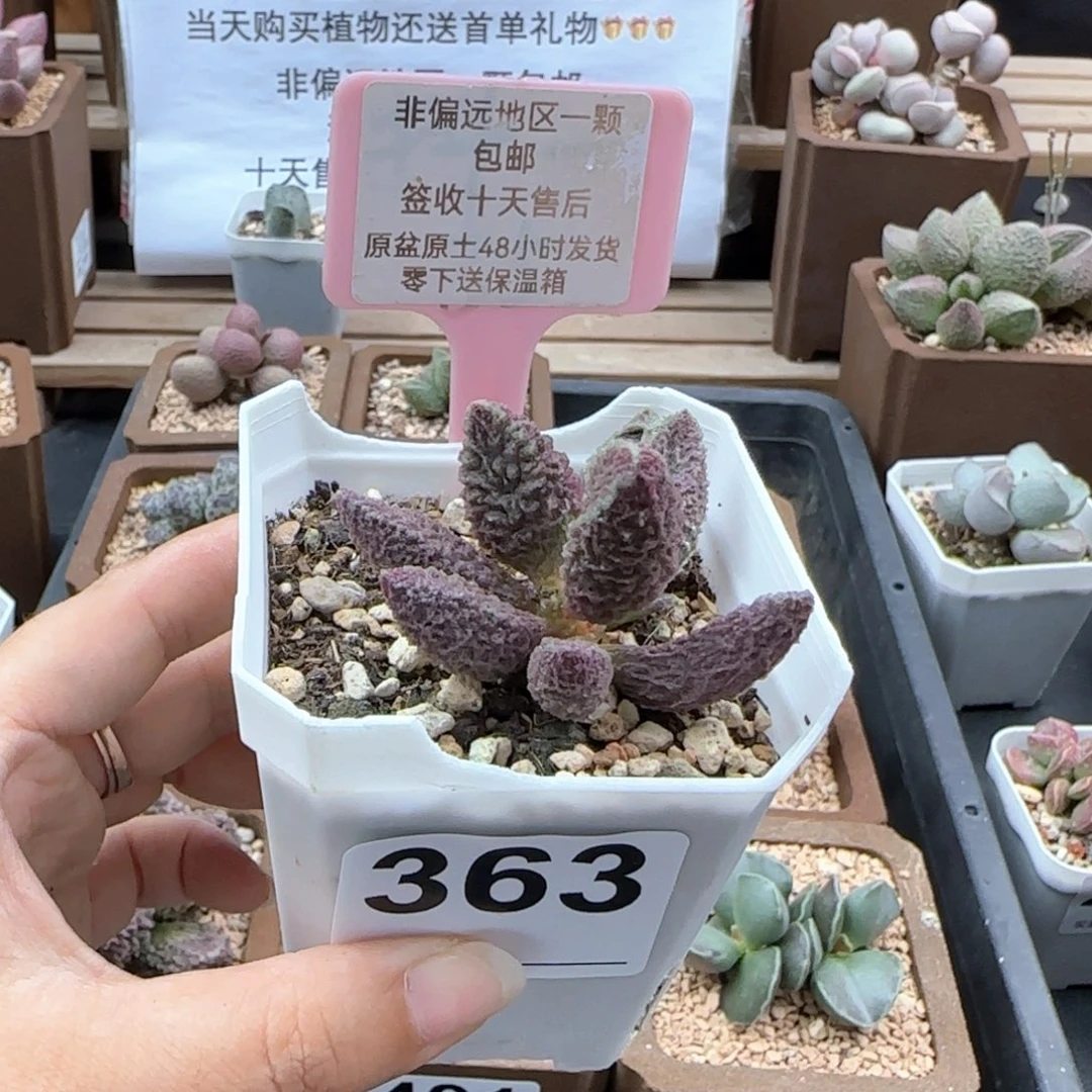 363苍龙多肉植物