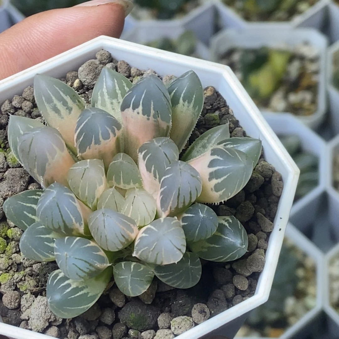 白糊斑霓虹灯玉露锦一物一拍