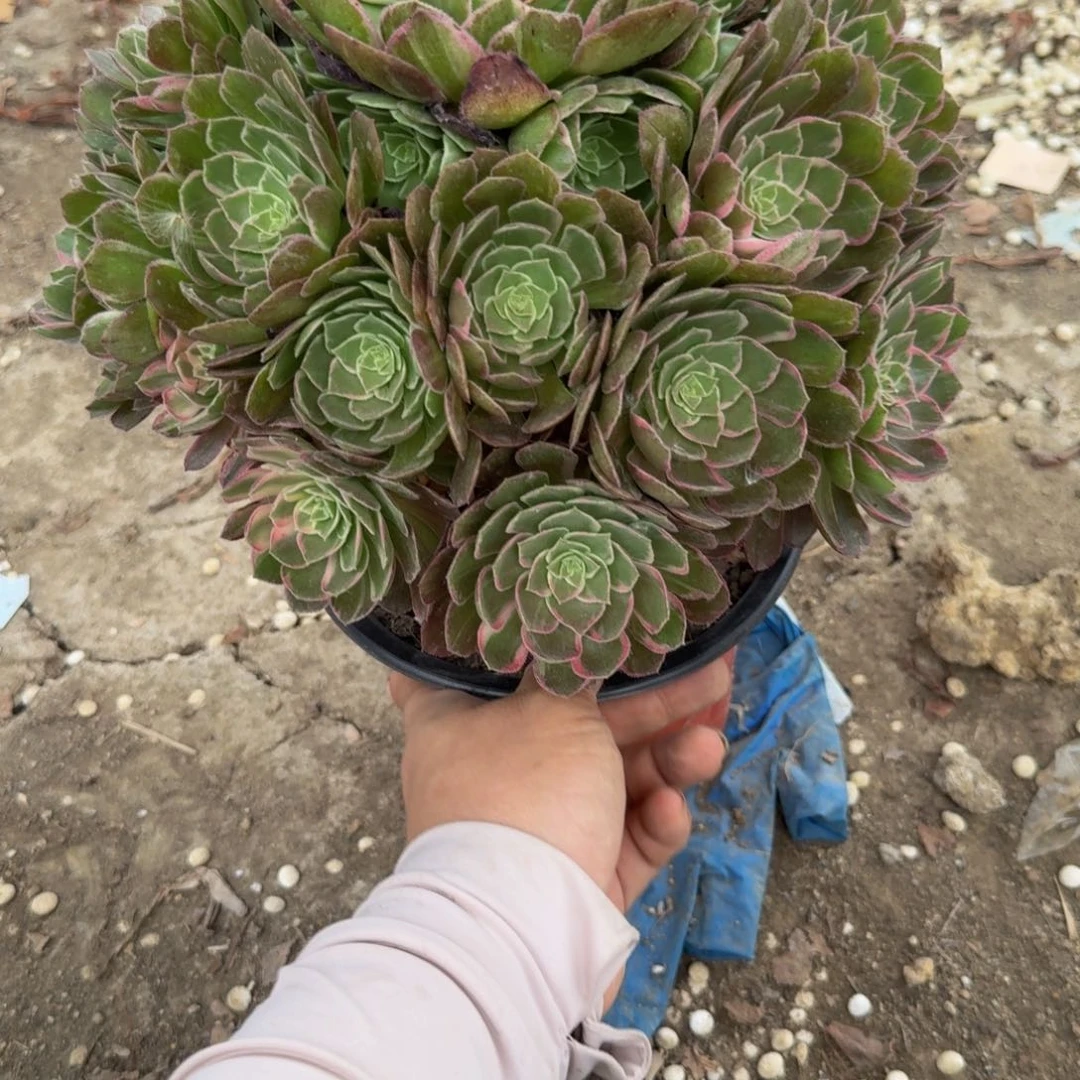 健***康862万花筒到秋天 多肉