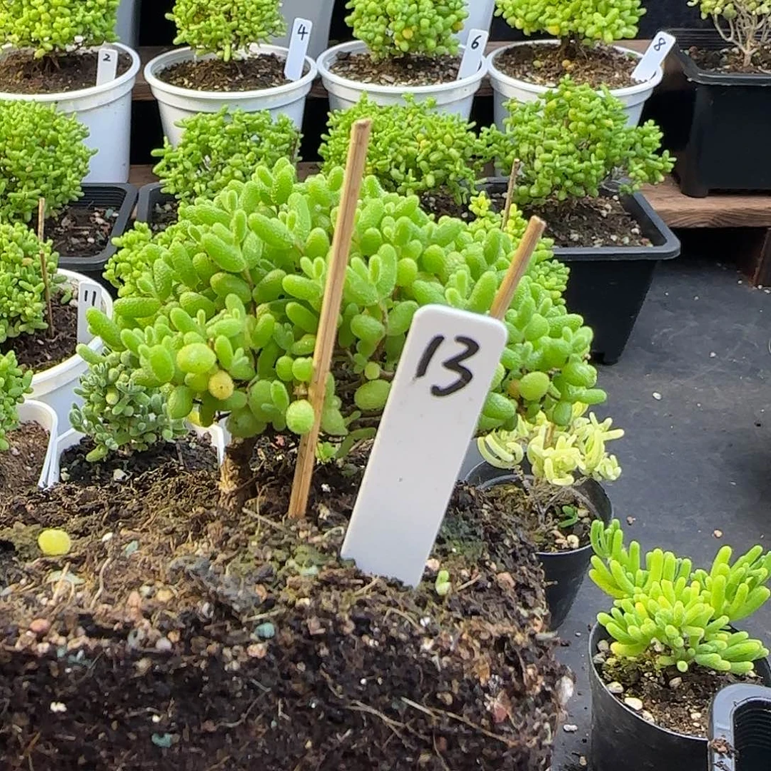 c***h蜜橘糖球一物一拍