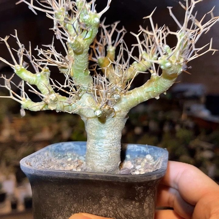 无花朵黑鬼殿一物一拍的
