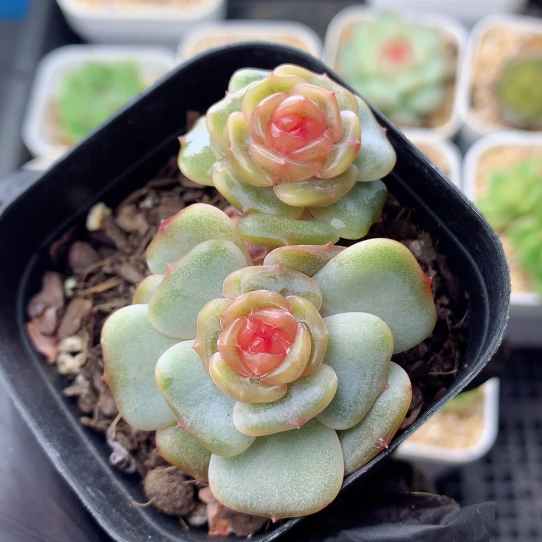58包邮  群生不包整彩恋15