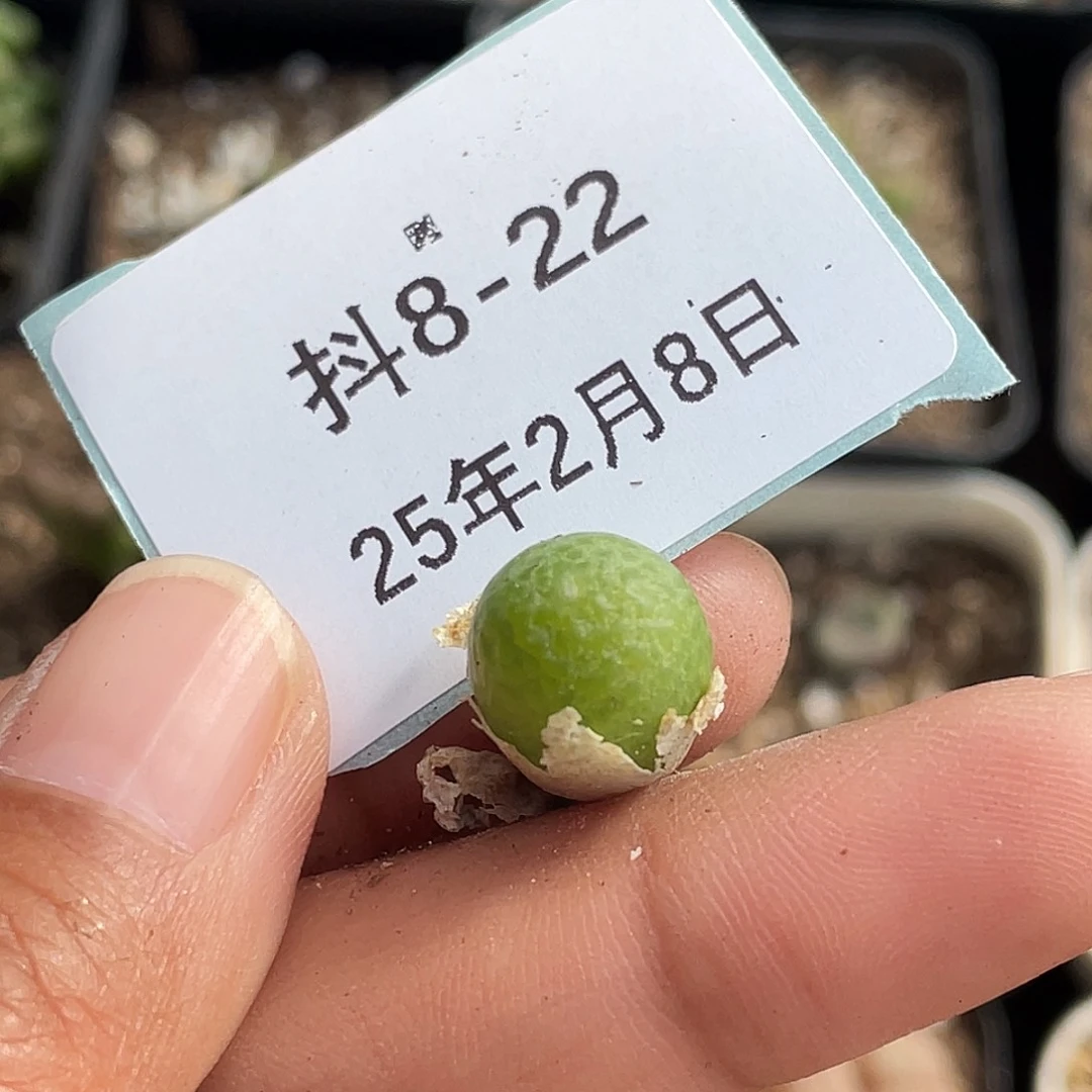 实****子8-22肉锥多肉植物