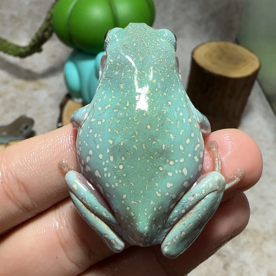 老爷树蛙19 奥蓝大雪