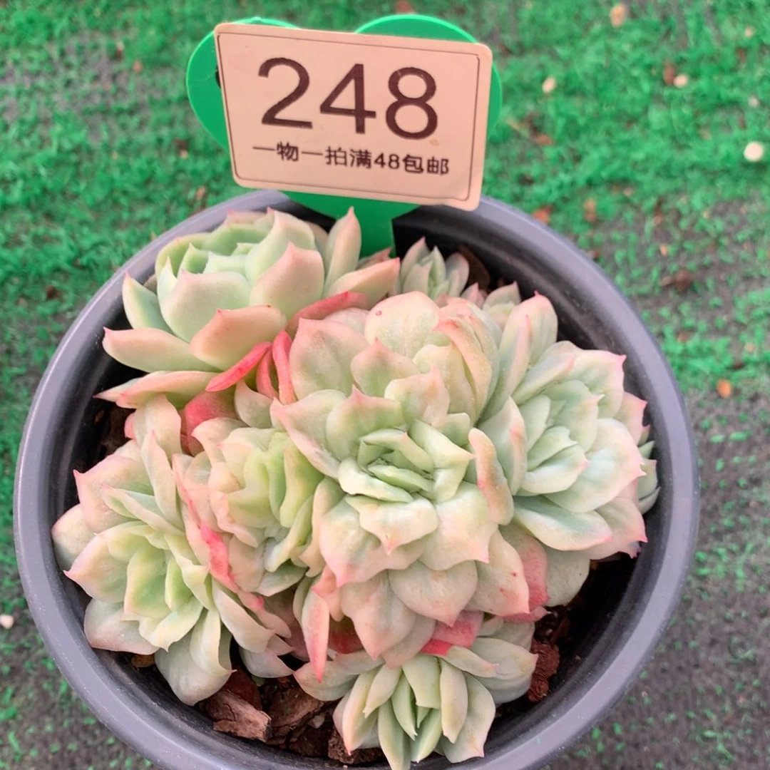 泡泡纱裙无砍平头248