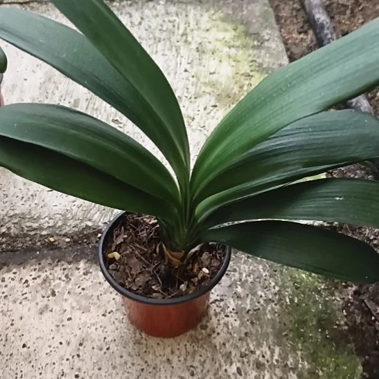 @***世完全开放黑魁大苗一颗特惠